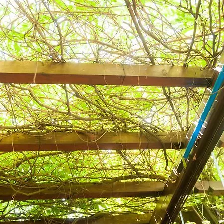 بيت ضيافة Pensiunea Ingrid 4*